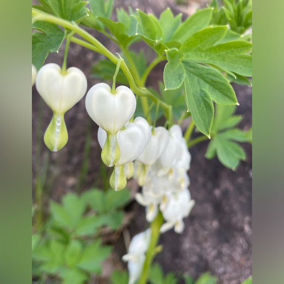 Know who your buying from - Picture 6 of 8